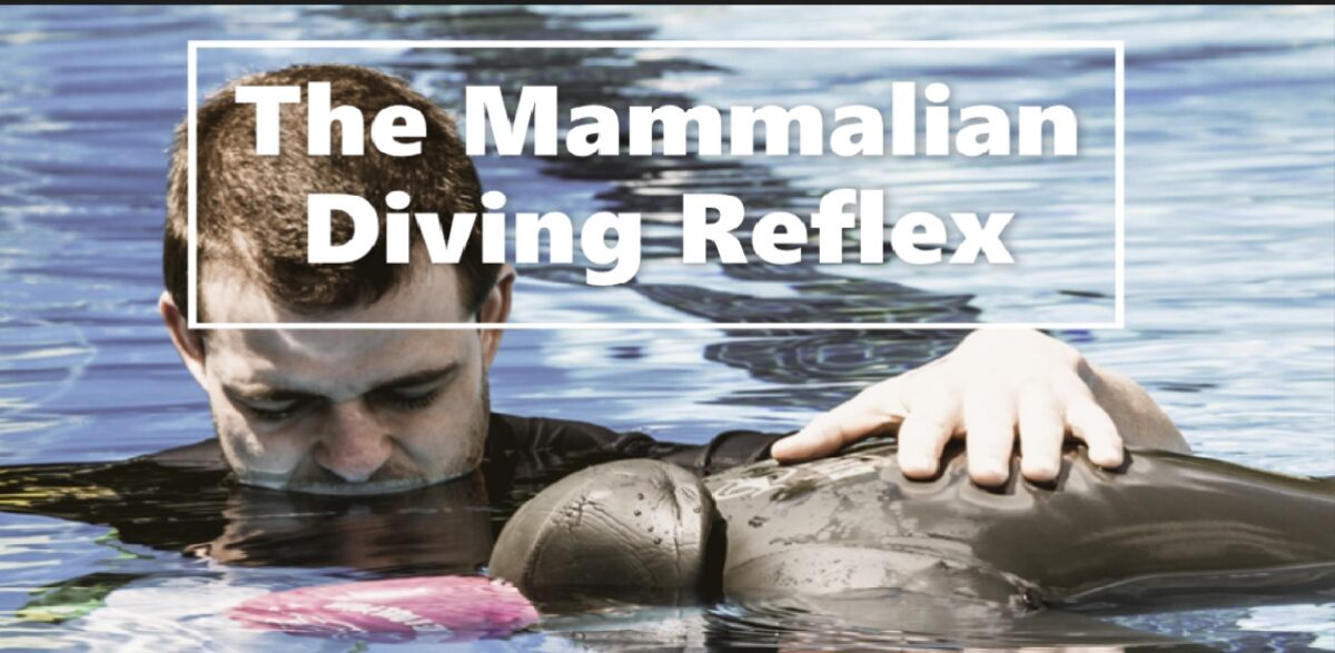 The Mammalian Diving Reflex