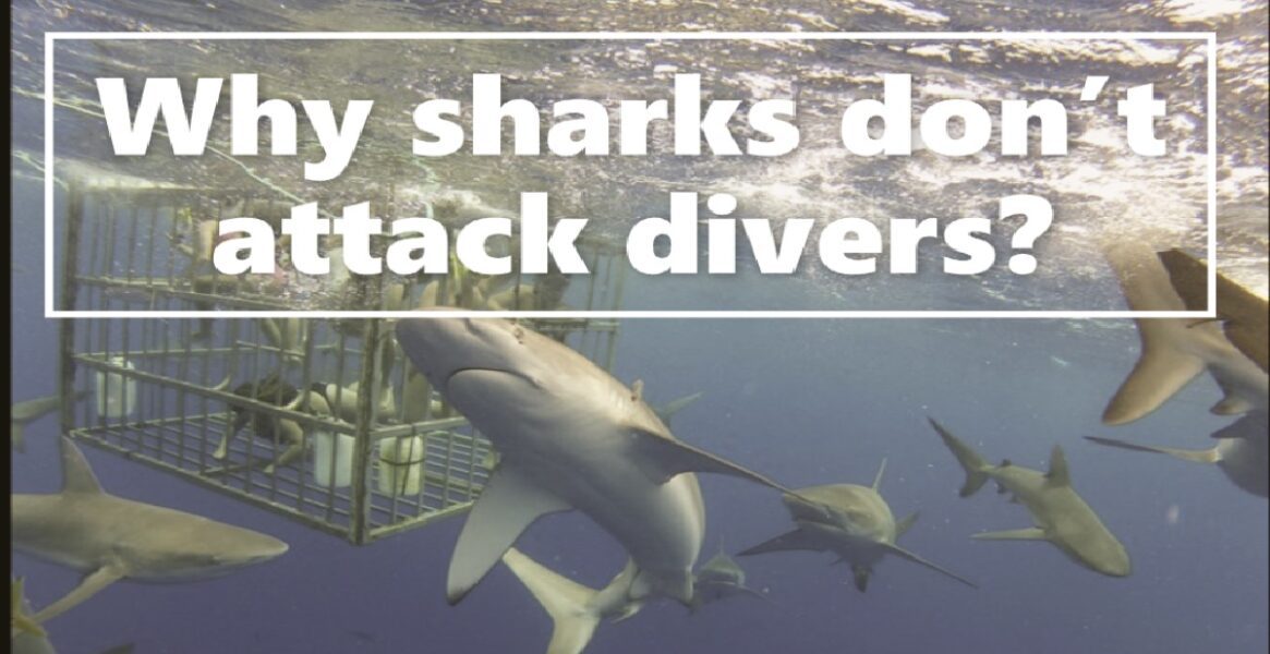 Why sharks don’t attack divers?